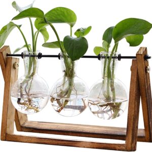 XXXFLOWER Plant Terrarium with Wooden Stand